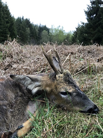 Bukkejagt 18.05.2021 Hjortsballe Ax.jpg